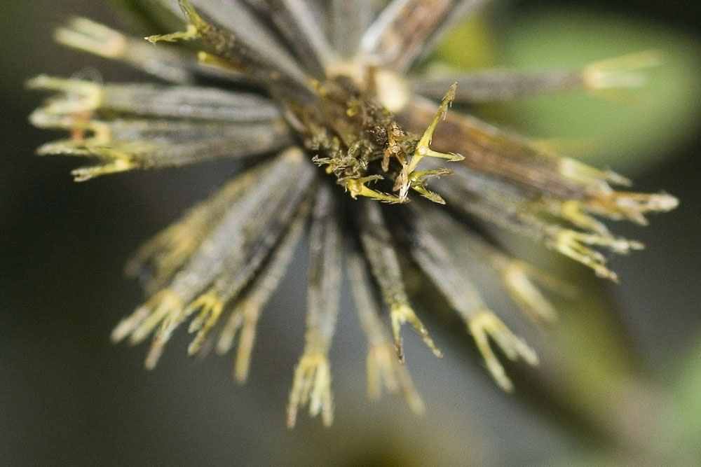 Bidens pilosa/ Forbicina pelosa